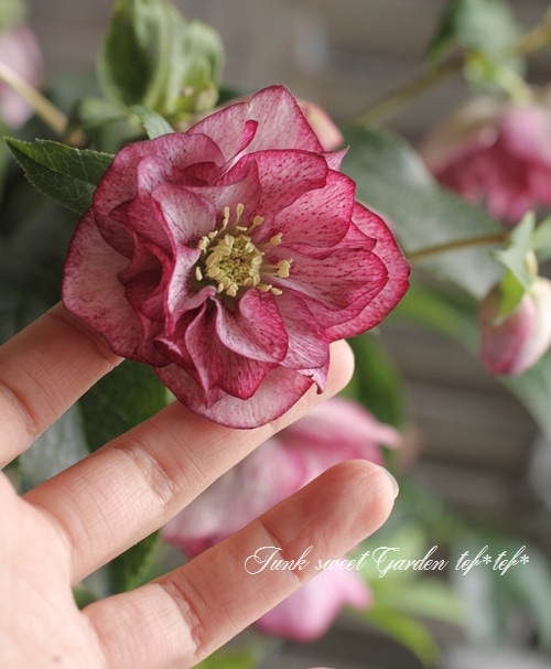 ㉖-281クリスマスローズ i>Helleborus</i><BR><BR>クリスマスローズ・開花株！<BR>『ダブル咲き