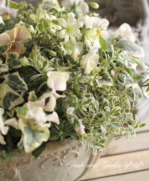 tef*tef*寄せ植え<BR>2016 * no.34 *<BR><BR>『クレマチス×エボルベ