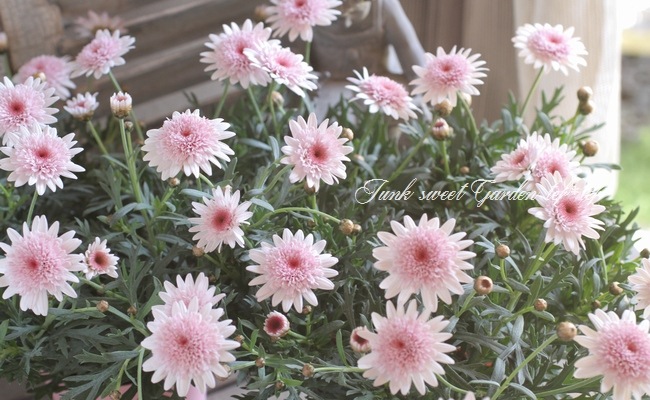 <i>Argyranthemum frutescens</i><BR><BR>���֥餵��Υޡ�����å�<BR>�Υ������꡼��<BR>�ؤ�����������