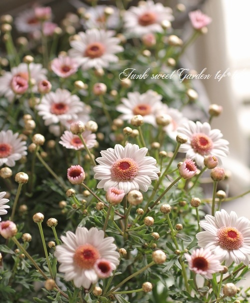 <i>Argyranthemum frutescens</i><BR><BR>�ޡ�����å�<BR>�ϥˡ��ӡ����꡼��<BR>�إ��֥�ۥ磻�ȥԥ󥯡�