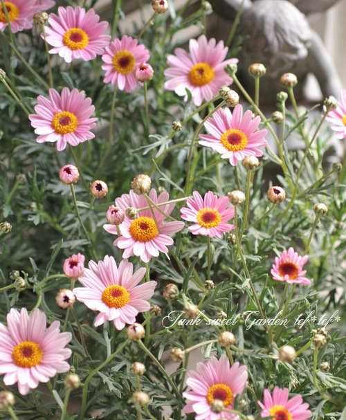 <i>Argyranthemum frutescens</i><BR><BR>�ޡ�����å�<BR>�ϥˡ��ӡ����꡼��<BR>�إ饤�ȥԥ󥯥�����������
