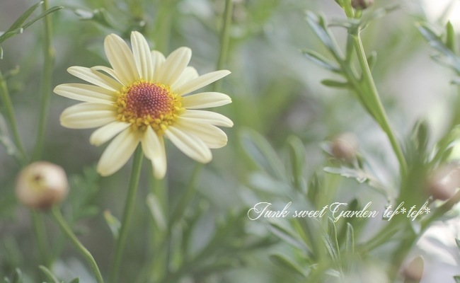 <i>Argyranthemum frutescens</i><BR><BR>�ޡ�����å�<BR>�ϥˡ��ӡ����꡼��<BR>�إ��֥륤��������