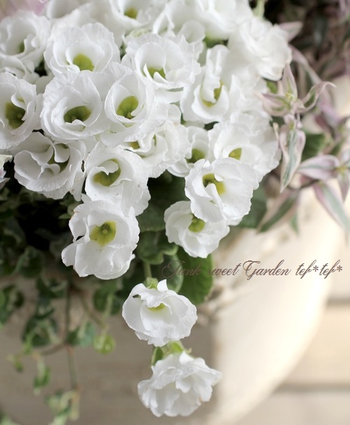 tef*tef*󤻿<BR>2016 * no.40 *<BR><BR>إӥevolveߥץ