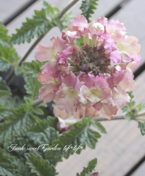 栄養系バーベナ ラナイ ヴィンテージウォッカ すべての商品 Junk Sweet Garden Tef Tef