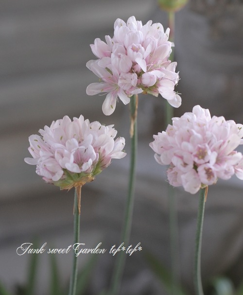 ꥢ إ饹ƥåͷKANEKOꥸʥ