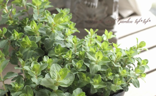 �֥��쥬�Ρ��إ٥ꥷ��١�