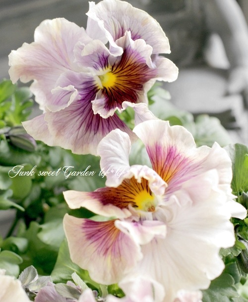 <i>Violawittrockiana </i><BR><BR>ե󥸥ѥ󥸡<BR>2014ǯοʼ<BR>إߥ奷<BR>5ȭؤpink