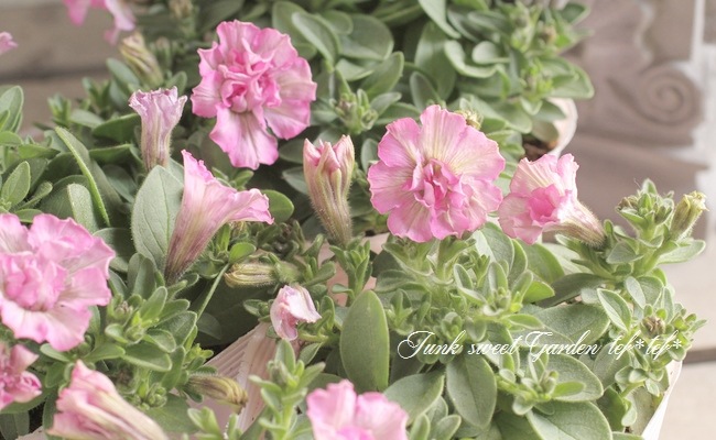 HC-8 Heartfelt Classic Petunia セット　未使用 Petunia Crazytunia® 'Cosmic Violet' Petunia | Garden Center Marketing