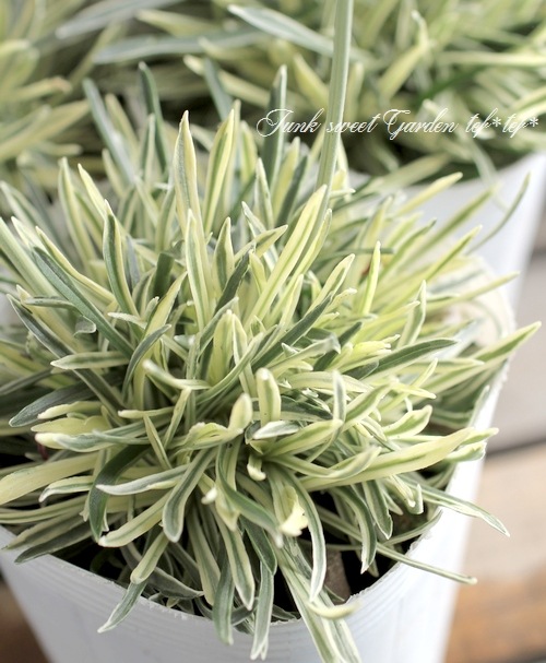 �����ꥢ���ꥢ���إ������ӡ��١��ϥޥ��󥶥�