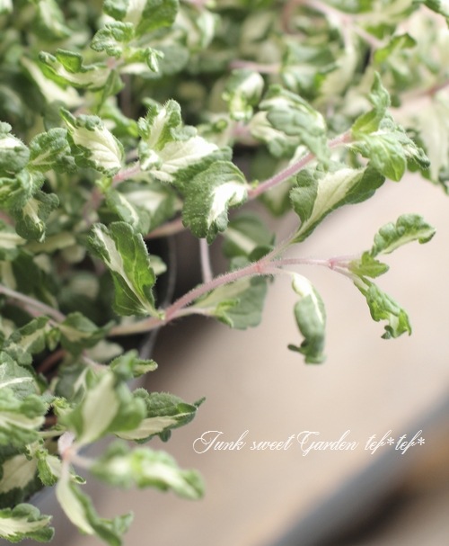 ������٥��˥��� �إ�åɥ饤�󡦥���ѥ�����