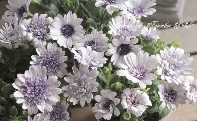 オステオトーム Nocs Provisions/ノックス プロヴィジョンズ Zoom Tube Monocular 8x32