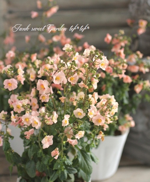 アロンソア 『シェルピンク』 | すべての商品 | | Junk sweet Garden