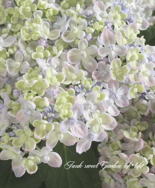 դ۲֡ޤ餭ػĻ -ߥɥ- ޤ