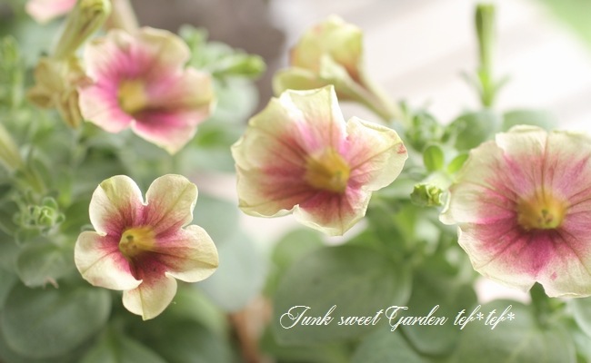<i>Petunia��hybrida</i><BR><BR>���֥餵��Υڥ���˥�<BR>�إ��������ޥ��å���