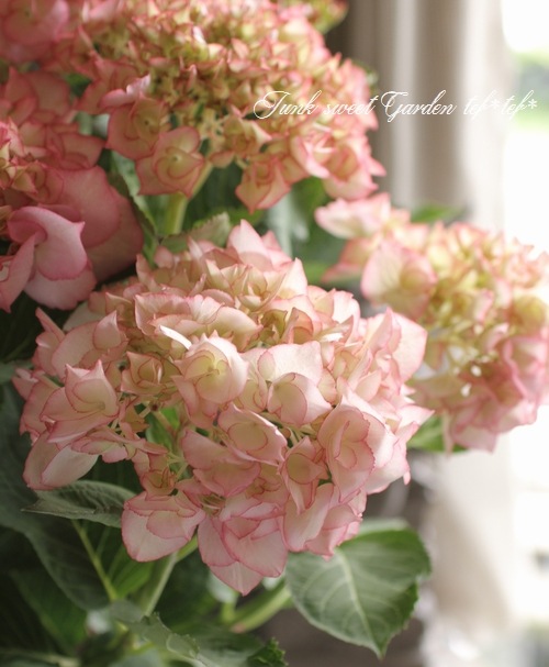 紫陽花 ラムネ様専用シーサイドブルー ギャラクシー マリーアントワネット Clinicacampinas Com Br