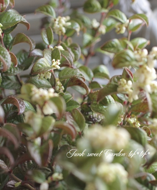 <i>Leucothoe axillaris</i><BR><BR>����ꥫ����ʥ�ƥ�<BR>�쥦���ȥ�<BR>�إ����꡼��åɡ�