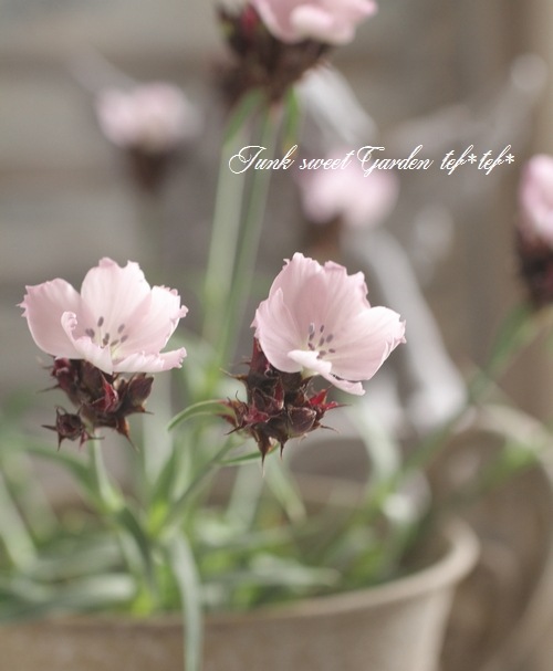 i>Dianthus carthusianorum</i><BR><BR>宿根ナデシコ<BR>ダイアンサス