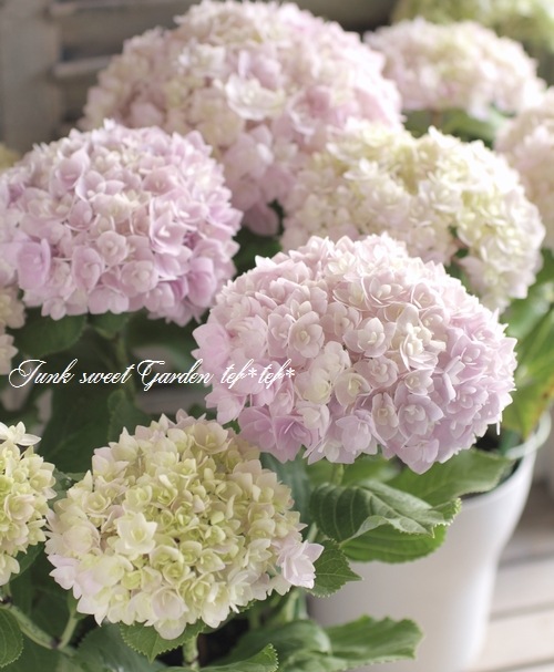 <i>Hydrangea</i><BR><BR>Ȭź餭۲<BR>̴