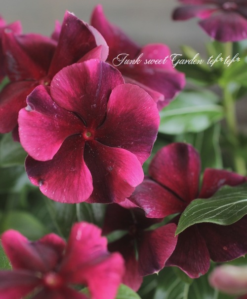 <i>Catharanthus roseus</i><BR><BR>˥˥<BR>ӥ<BR>إѥ饽 磻