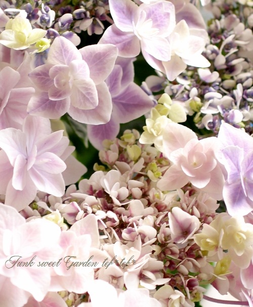 島根オリジナル品種】 八重咲き紫陽花 『万華鏡・銀河』 パープル