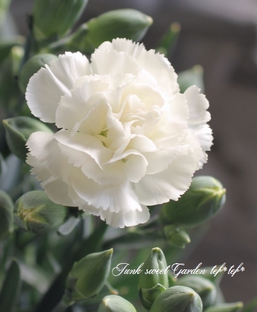 i>Dianthus caryophyllus</i><BR><BR>天国のお母さんに。<BR>白い