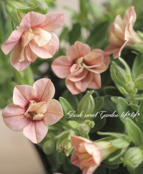 Ȭ�ź餭������֥饳�����ƥ��ե��������֥롡����ƥ��������꡼�� No.4