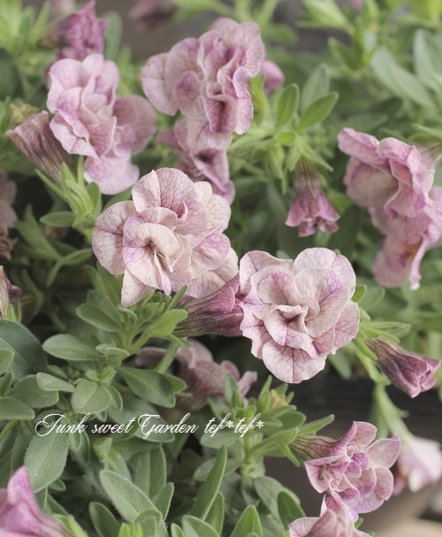 ��ʬ������롪Ȭ�ź餭����֥饳�����ƥ��ե��������֥롡����ƥ��������꡼�����إ��⡼�����ѡ��ץ�� No.2��