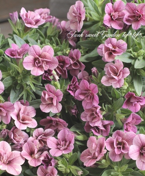 ��ʬ������롪Ȭ�ź餭����֥饳�����ƥ��ե��������֥롡����ƥ��������꡼���� No.62