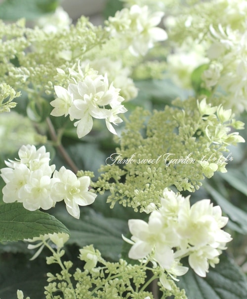i>Hydrangea arborescens</i>'<BR><BR>八重咲きアナベル・紫陽花<BR