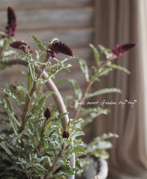 <i>Lysimachia atropurpurea</i><BR><BR>�ꥷ�ޥ���<BR>�إܥ���졼��