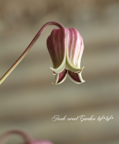 i>Clematis viorna</i><BR><BR>クレマチス・ヴィオルナ<BR