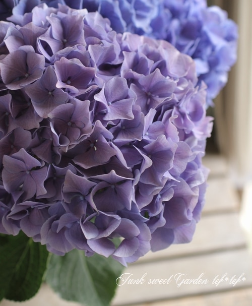 アジサイ ウェーブスパープル i>Hydrangea</i><BR><BR>秋色紫陽花品種<BR>『ブルーウェーブ