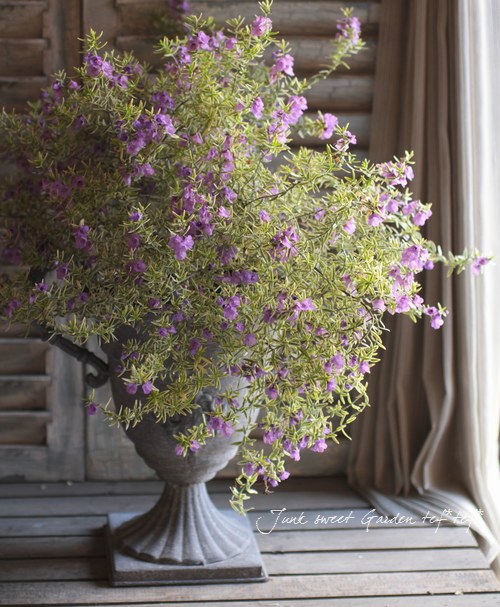 <i>Westringia fruticosa</i><BR><BR>ȥꥢ󡦥ޥ꡼<BR>ȥ󥮥<BR>إХꥨߥ饯륹