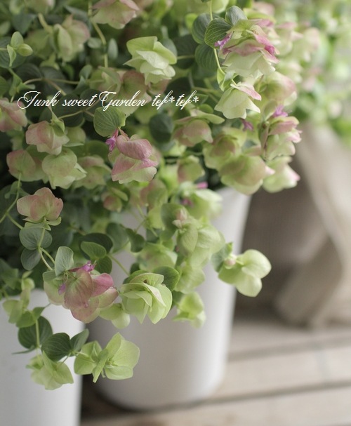 花オレガノ ケントビューティー すべての商品 Junk Sweet Garden Tef Tef