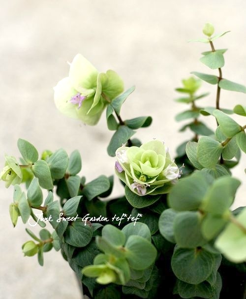 <i>Origanum rotundifolium</i><BR><BR>饤࿧β֥쥬<BR>إեꥢ