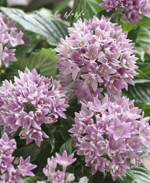 <i>Pentas lanceolata</i><BR><BR>Ƥν뤵繥<BR>ޤǳڤڥ󥿥<BR>֥롼ڥ󥿥Ȭ