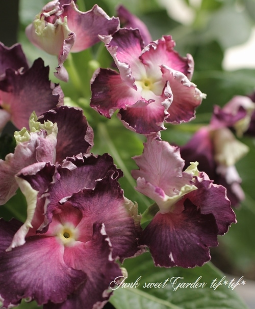 ˥˥ե󥸥ӥ󥫡إåץ١֥å٥꡼