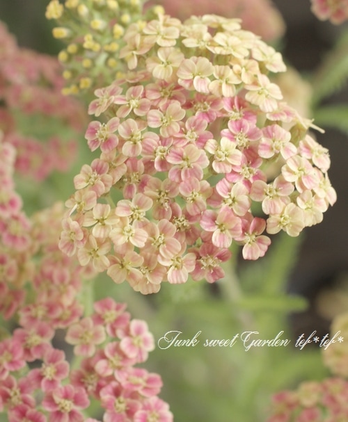 �ɺ��𥢥��쥢������ѥ����ʼ�إԡ���������������