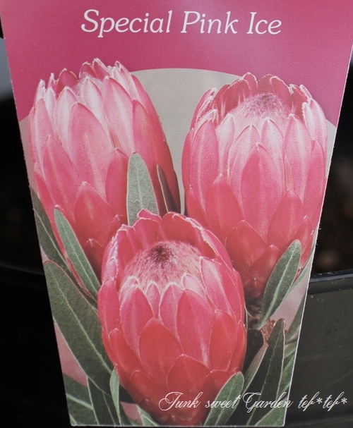 プロテア スペシャルピンクアイス 9号 大苗 鉢植え 苗 オージー プランツ プロテア スペシャルピンクアイス 9号 大苗 鉢植え 苗 オージー