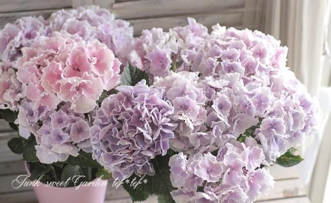 i>Hydrangea</i><BR><BR>紫陽花<BR>フラウシリーズ<BR>『シェル