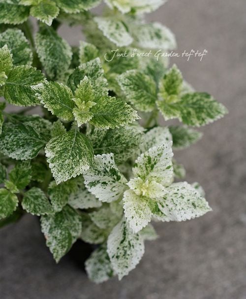 i>Calamintha grandiflora</i><BR><BR>斑入りカラミンサ<BR>グランディ