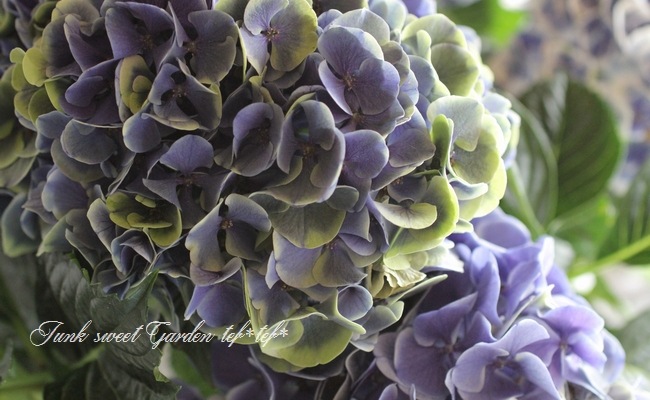 Aromantic様　hydrangea様セット　さぁやさま・:*+ アジサイ サマーメドレー | PROVEN WINNERS (PW)【植物の国際ブランド】