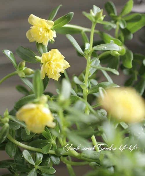 i>Portulaca oleracea cv.</i><BR><BR>小輪八重咲きポーチュラカ<BR