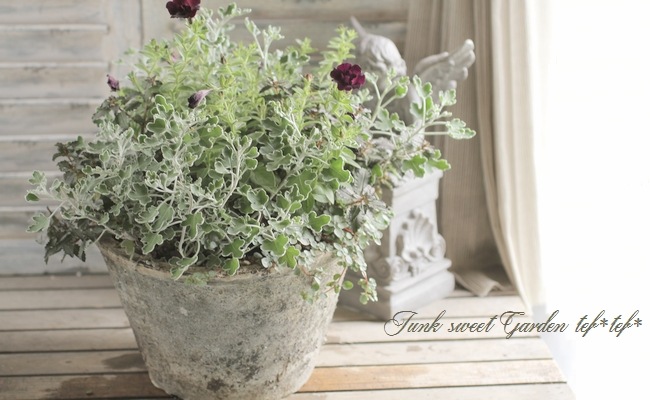 tef*tef*�󤻿��� 2016<BR> * no.51 *<BR>����Ȭ�ťڥ���˥�