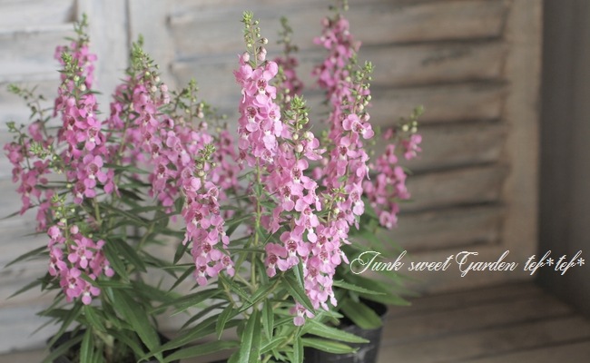 <i>Angelonia angustifolia</i><BR><BR>���󥲥��˥�<BR>�إ饺�٥꡼��