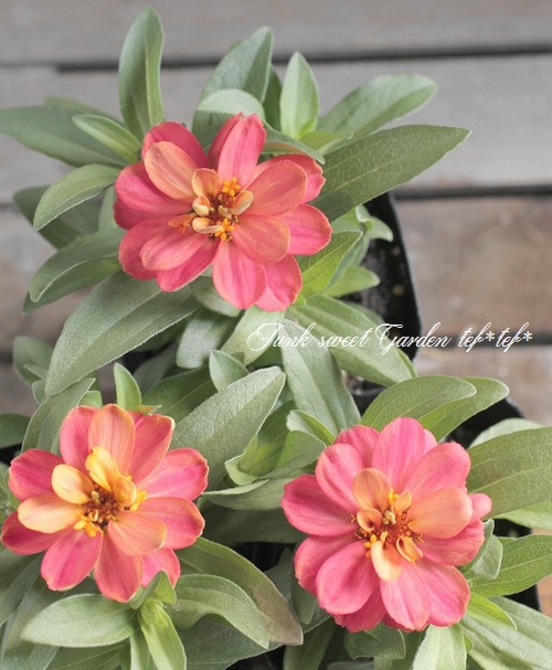 *ぷーさん*参考画像　多肉植物の種子と60デザートハーモニー　札無し ぷーさん*参考画像 多肉植物の種子と60デザートハーモニー 札無し