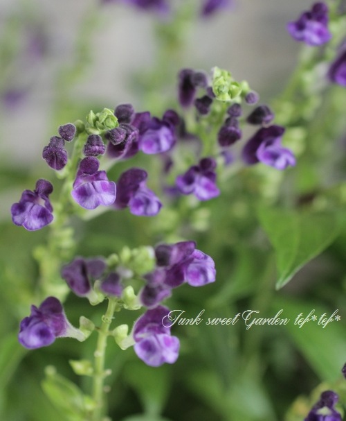 <i>Scutellaria��jyavanica</i><BR><BR>Ⱦ����OK�������ƥ�ꥢ<BR>��̾��Ωϲ��<BR>�إ٥�����