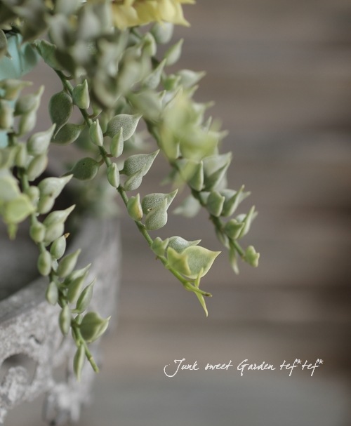 <i>Dischidia ruscifolia</i><BR><BR>������ǥ������ǥ���<BR>�ߥꥪ��ϡ��ȡإХꥨ��������