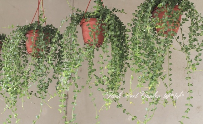 <i>Dischidia ruscifolia</i><BR><BR>������ǥ������ǥ���<BR>�ߥꥪ��ϡ��ȡإ��꡼��٥���