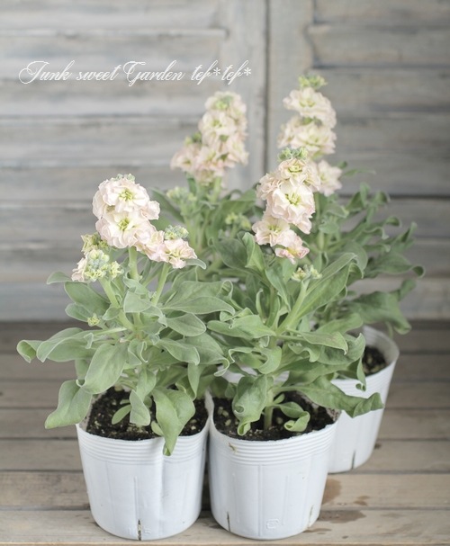 Ȭź餭ȥåإץꥳåȡ